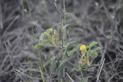 Crotalaria incana