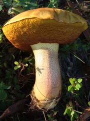 Boletus subvelutipes