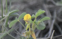 Crotalaria incana