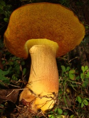 Boletus subvelutipes