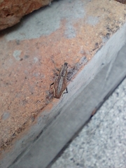 Naupactus xanthographus