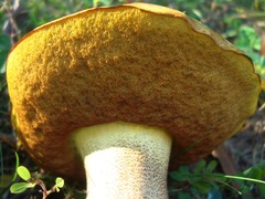 Boletus subvelutipes
