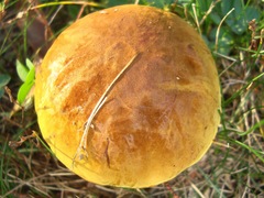 Boletus subvelutipes