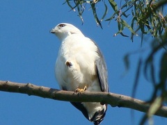 Buteogallus lacernulatus