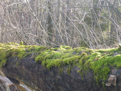 Hypnum cupressiforme