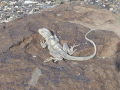 Crotaphytus bicinctores