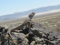 Crotaphytus bicinctores