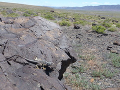 Crotaphytus bicinctores