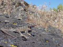 Crotaphytus bicinctores