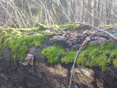 Hypnum cupressiforme