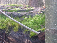 Hypnum cupressiforme