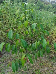 Garcinia intermedia