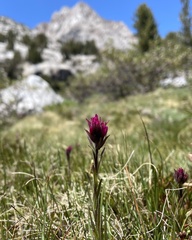 Castilleja lemmonii