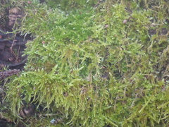 Hypnum cupressiforme