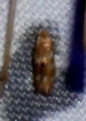 Bucculatrix coronatella