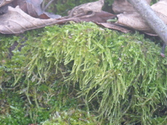 Hypnum cupressiforme