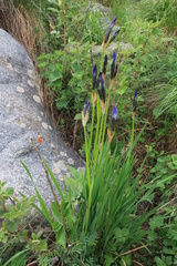 Iris sibirica