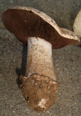 Agaricus pequinii