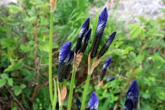 Iris sibirica