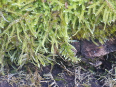 Hypnum cupressiforme