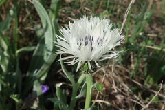 Centaurea cheiranthifolia