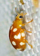 Vibidia duodecimguttata