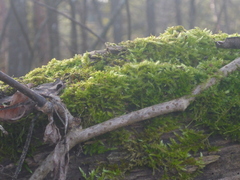 Hypnum cupressiforme