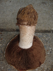 Agaricus pequinii