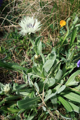 Centaurea cheiranthifolia
