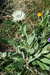 Centaurea cheiranthifolia