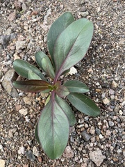 Penstemon parryi