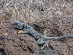 Crotaphytus bicinctores