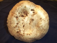 Agaricus pequinii