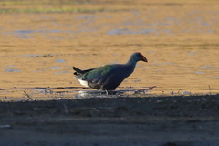 Porphyrio madagascariensis