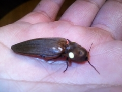 Pyrophorus punctatissimus