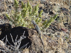 Crotaphytus bicinctores