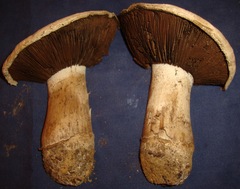 Agaricus pequinii