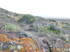 Crotaphytus bicinctores