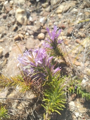 Merciera azurea