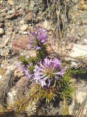 Merciera azurea