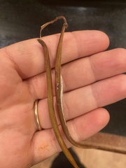 Thyrsanthella difformis