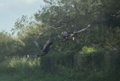 Meleagris gallopavo intermedia