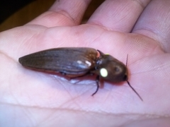 Pyrophorus punctatissimus