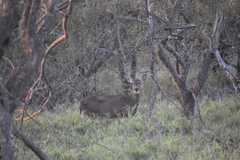 Odocoileus virginianus texanus