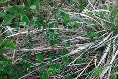 Cotoneaster integerrimus