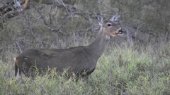 Odocoileus virginianus texanus