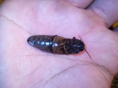 Pyrophorus punctatissimus