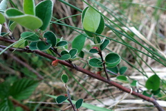 Cotoneaster integerrimus