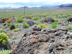 Crotaphytus bicinctores