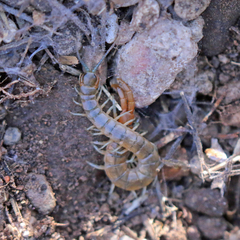 Scolopendra viridis